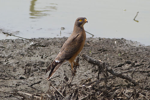 Grasshopper buzzard